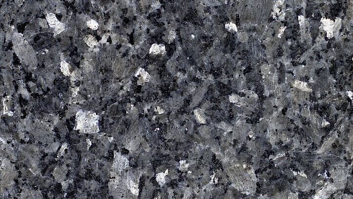 Labrador Chiaro, poli